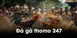 Đá gà Thomo 247 hình thúc giải trí đổi thưởng kịch tính