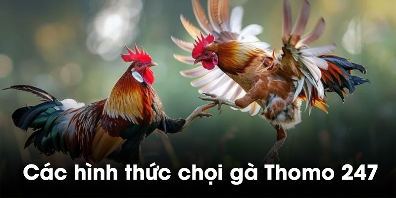 Các hình thức chọi gà Thomo 247