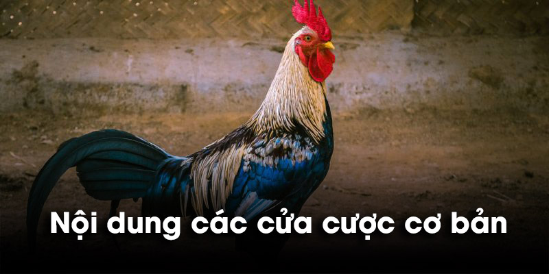 Nội dung các cửa cược cơ bản