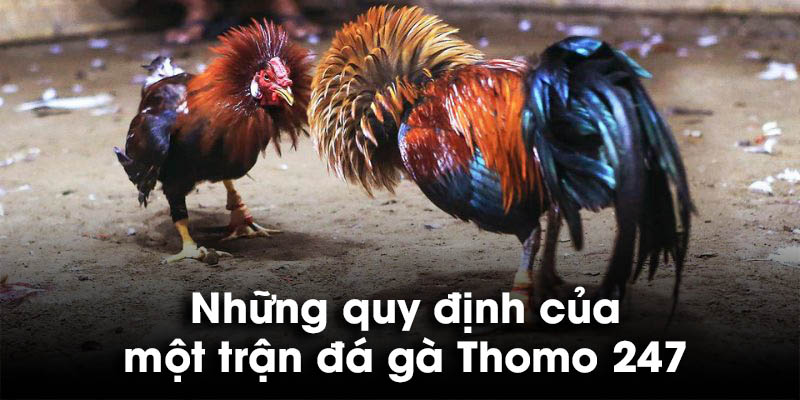 Những quy định của một trận đá gà Thomo 247